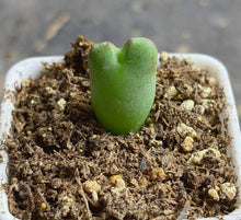 Load image into Gallery viewer, Conophytum bilobum
