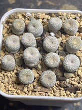 Load image into Gallery viewer, Epithelantha micromeris （each）
