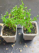 Load image into Gallery viewer, Drosanthemum globosum（small)
