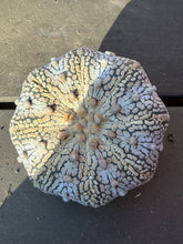 Load image into Gallery viewer, Astrophytum asterias super kabuto
