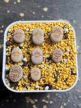 Load image into Gallery viewer, C183a hot Lips Lithops
