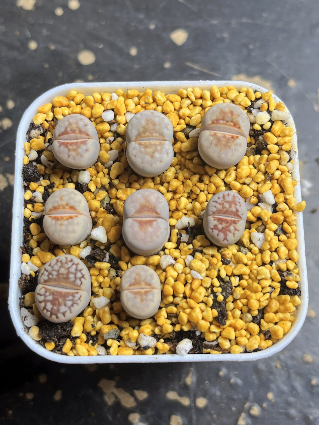 C183a hot Lips Lithops
