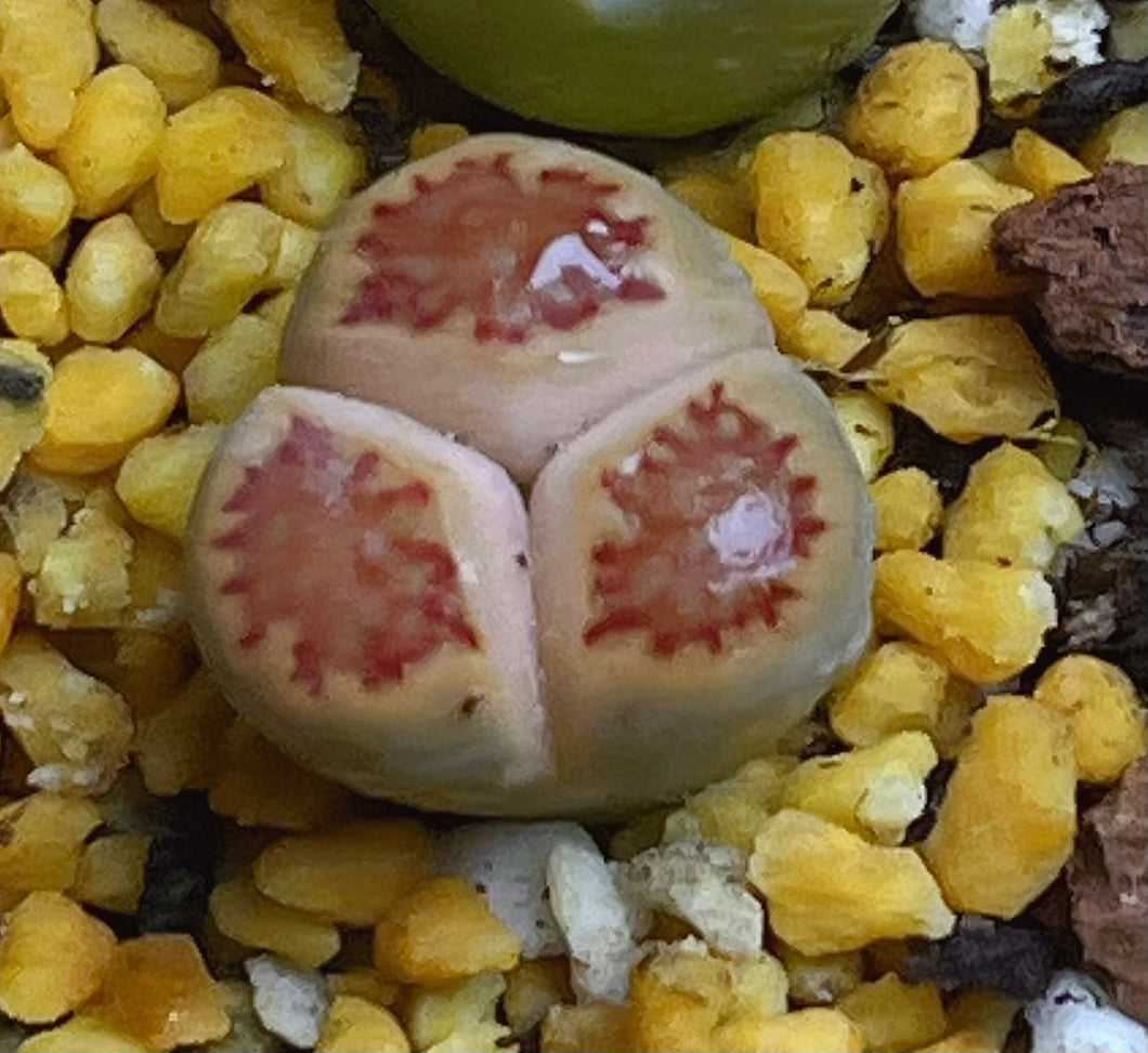 Lithops three leaf