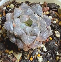 Load image into Gallery viewer, Haworthia obtusa variegated
