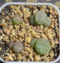 Load image into Gallery viewer, Conophytum Altile（each）
