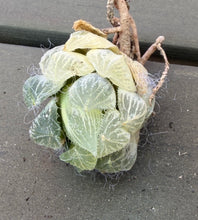 Load image into Gallery viewer, Haworthia variegated
