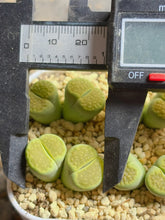 Load image into Gallery viewer, Lithops hallii ‘green soapstone ‘c111A（2- heard)
