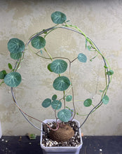 Load image into Gallery viewer, Stephania erecta
