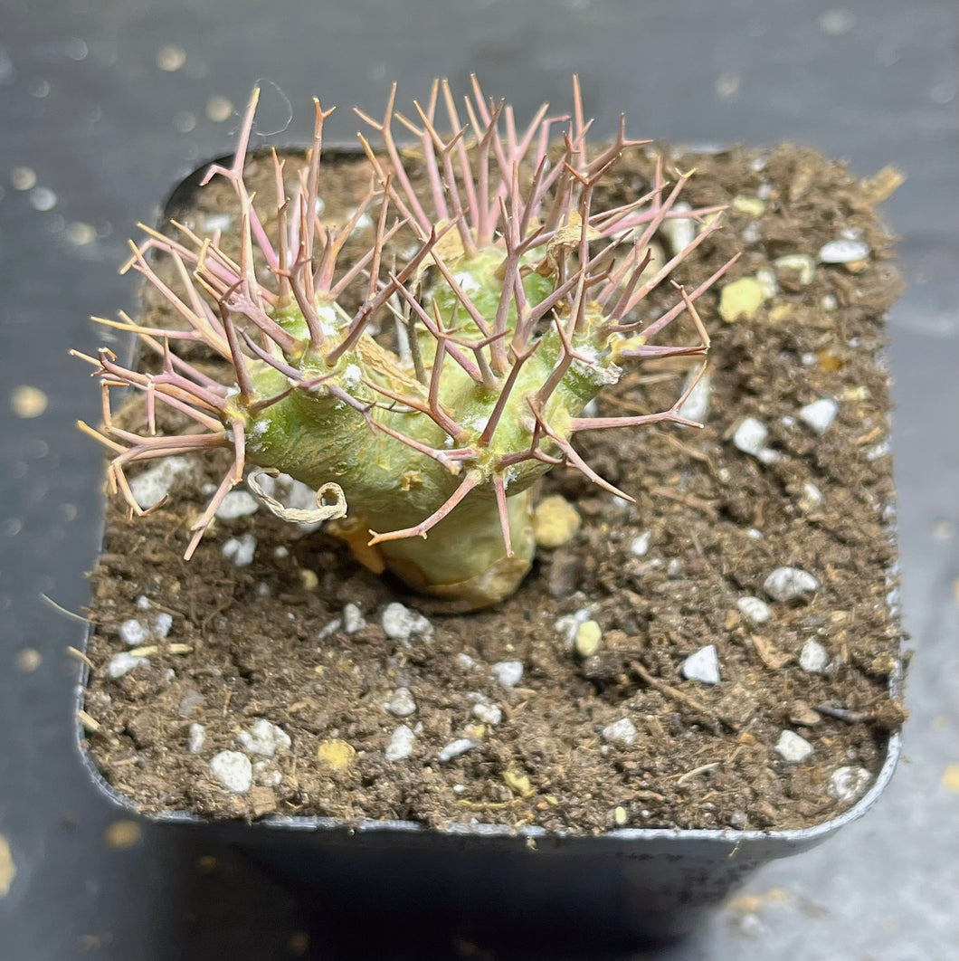 Othonna euphorbioide