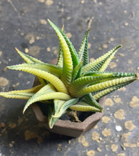 Load image into Gallery viewer, Haworthia limifolia f.variegata
