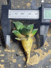 Load image into Gallery viewer, Ariocarpus Godzilla
