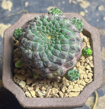 Load image into Gallery viewer, Rebutia rauschii
