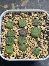 Load image into Gallery viewer, Conophytum angelicae ssp tetragonum MG1410 （each）
