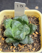 Load image into Gallery viewer, Haworthia
