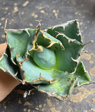 Load image into Gallery viewer, Agave titanota white whale
