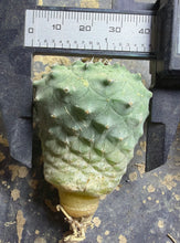 Load image into Gallery viewer, Strombocactus disciformis
