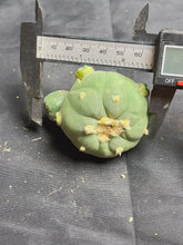Load image into Gallery viewer, Lophophora peyote

