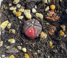Load image into Gallery viewer, Astrophytum asterias Variegated
