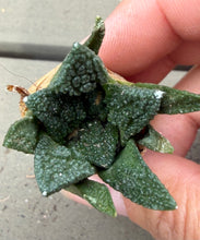 Load image into Gallery viewer, Ariocarpus fissuratus var. hintonii
