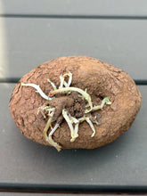Load image into Gallery viewer, Stsephania erecta
