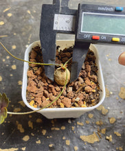 Load image into Gallery viewer, Pelargonium nephrophyllum
