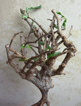 Load image into Gallery viewer, Senna meridionalis
