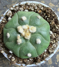 Load image into Gallery viewer, Astrophytum asterias
