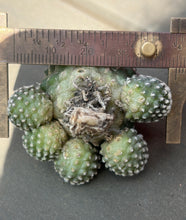 Load image into Gallery viewer, Copiapoa tenuissima
