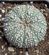 Load image into Gallery viewer, Astrophytum asterias
