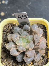 Load image into Gallery viewer, Haworthia variegated
