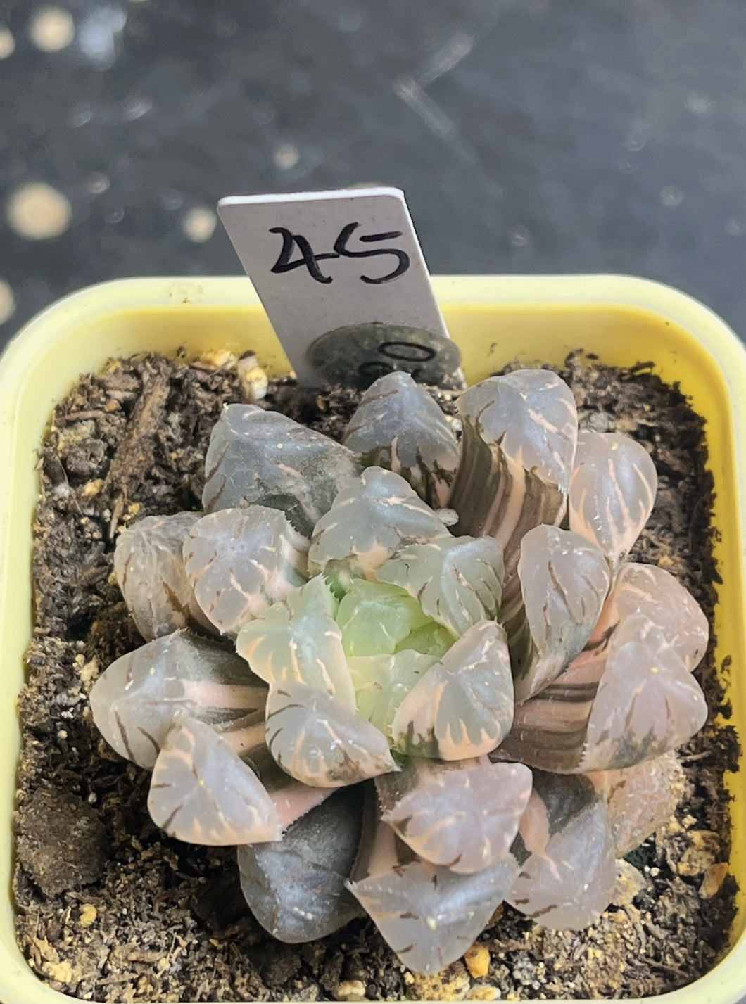 Haworthia variegated