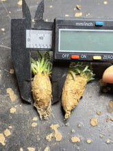 Load image into Gallery viewer, Anacampseros quinaria
