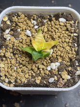 Load image into Gallery viewer, Obregonia denegrii variegated
