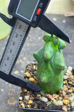 Load image into Gallery viewer, Boobie Cactus’ Myrtillocactus geometrizans 'Fukurokuryuzinboku'

