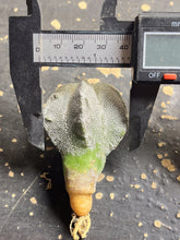 Load image into Gallery viewer, ASTROPHYTUM MYRIOSTIGMA CV. ONZUKA F. CRESTATA
