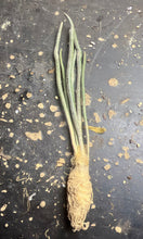 Load image into Gallery viewer, Astrophytum caput-medusae
