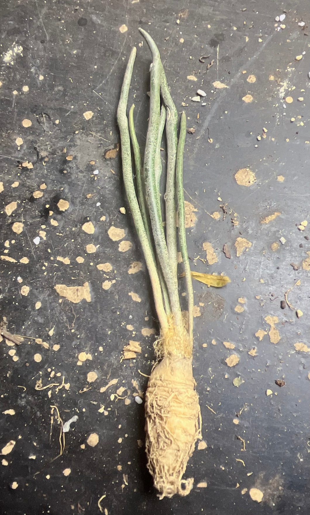 Astrophytum caput-medusae