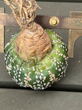 Load image into Gallery viewer, Astrophytum asterias 'Super Kabuto V-Type
