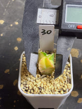 Load image into Gallery viewer, Astrophytum myriostigma variegated
