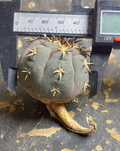 Load image into Gallery viewer, GYMNOCALYCIUM spegazzinii v.unguispinum
