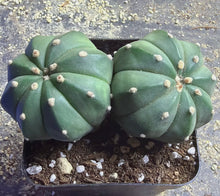 Load image into Gallery viewer, Astrophytum asterias
