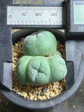 Load image into Gallery viewer, Lophophora peyote crested
