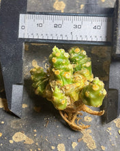 Load image into Gallery viewer, Dorstenia horwoodii
