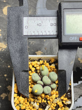 Load image into Gallery viewer, Conophytum pageae
