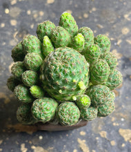 Load image into Gallery viewer, Sulcorebutia tarabucoensis var. callecallensis
