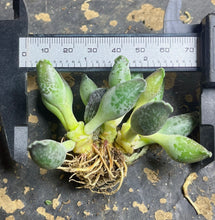 Load image into Gallery viewer, Adromischus cooperi v. Festivus
