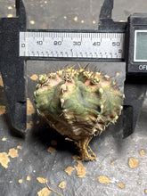 Load image into Gallery viewer, Gymnocalycium Mihanovichii Variegata
