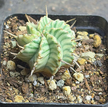 Load image into Gallery viewer, Euphorbia melofomis variegated
