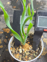 Load image into Gallery viewer, Albuca concordiana
