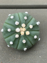 Load image into Gallery viewer, Astrophytum asterias
